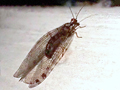 Osmylus fulvicephalus